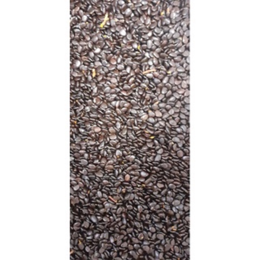 500 gram hạt giống keo lá tràm tuyển chọn