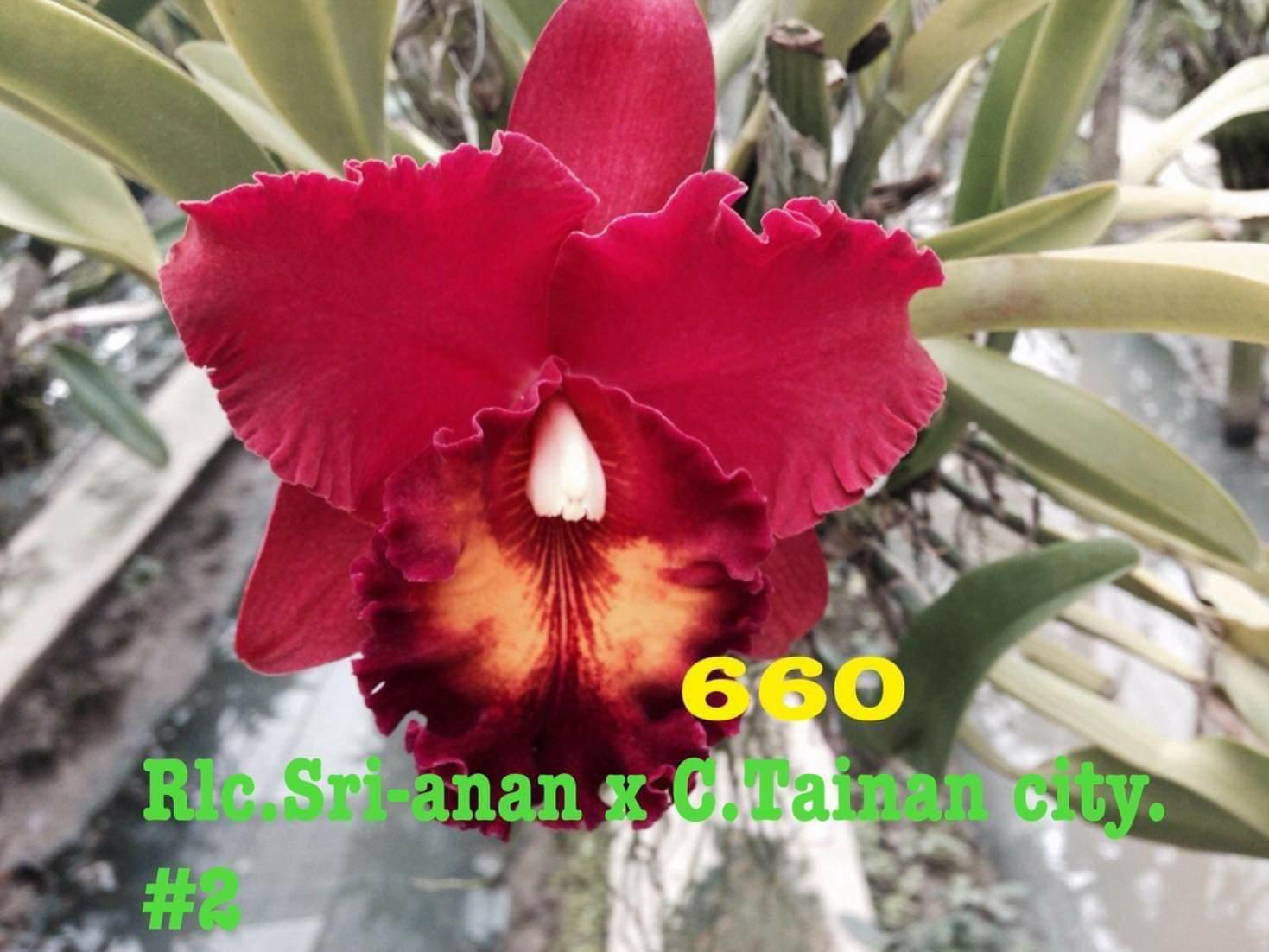 5 Cây Lan Cattleya Giống - Nhập Thái Lan