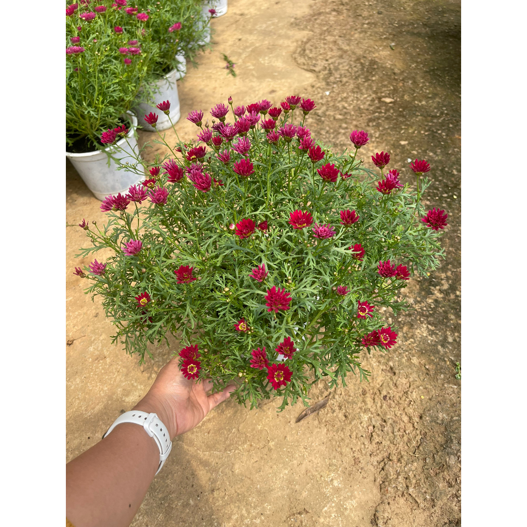 Chậu cây Cúc Hoạ Mi đang hoa