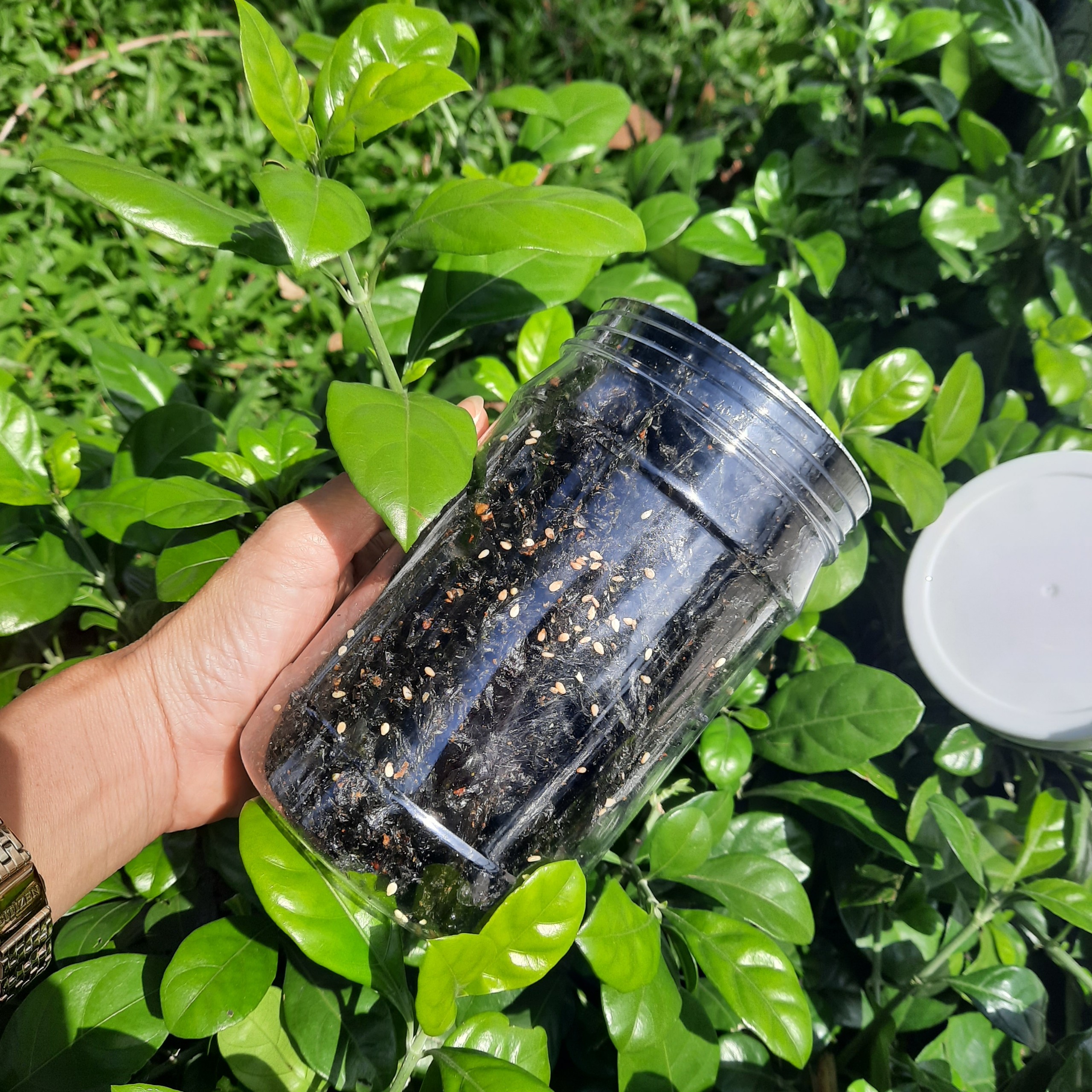 combo 2 hũ rong biển cháy tỏi (cho vào loại hũ lớn 500gr - trọng lượng rong 100gr)