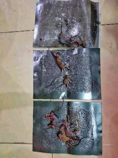 combo 20 miếng keo dán chuột loại xịn
