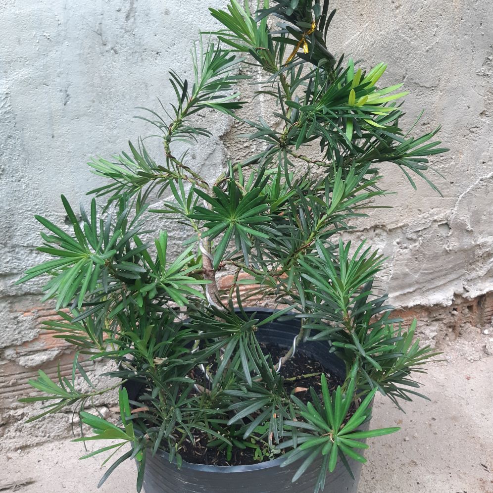 tùng la hán bonsai cao 60-70cm