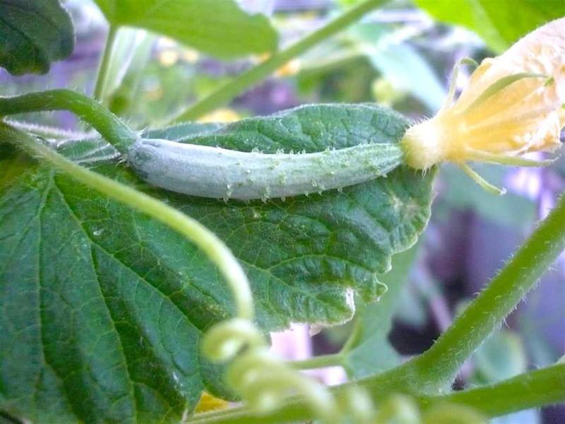 Hạt giống dưa chuột nhật F1 gói 10 hạt