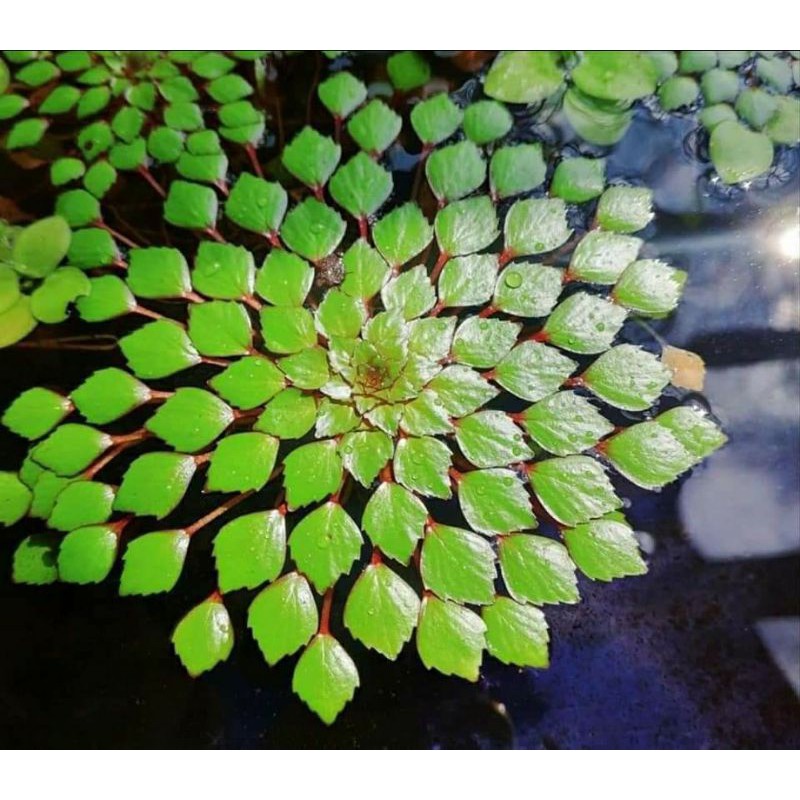 [Mã PET20K giảm 20K đơn 250K] Combo 7 Cây lan nước- 5 cây Ấu Thái