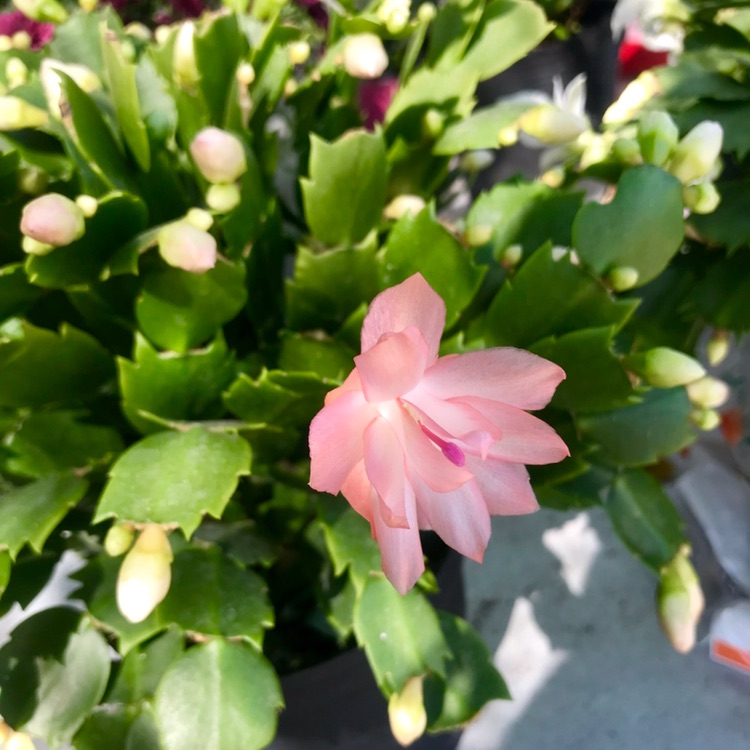 (1 chậu) Hoa nhật quỳnh - màu hồng, trắng