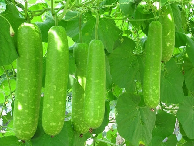 Giống bầu sao