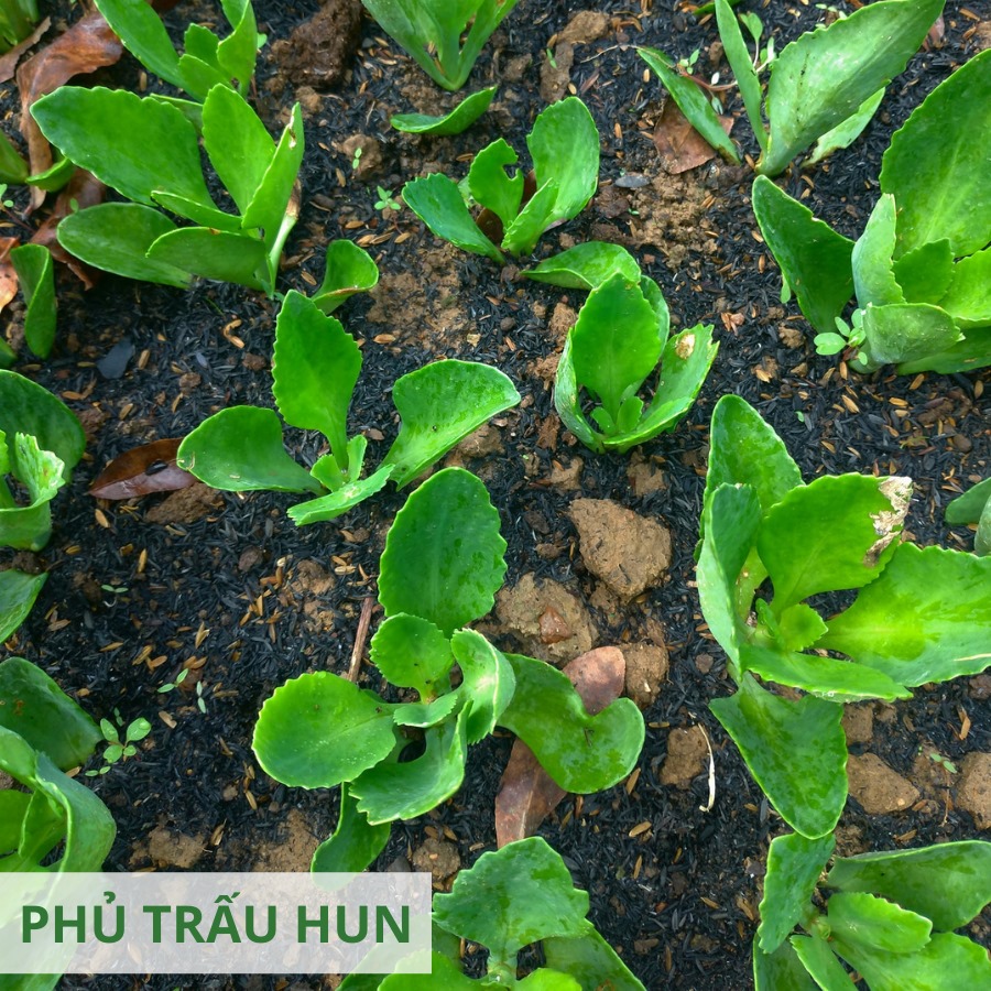 Trấu hun Nguyên Cánh Sfarm - Bao 50dm3 (khoảng 5kg)