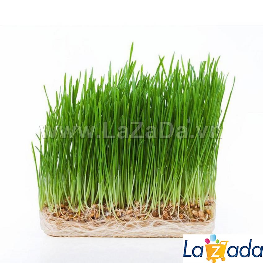 1KG Hạt Giống Cỏ Lúa Mì Đỏ Cỏ Mèo Wheatgrass (A2.205*V34*M054)