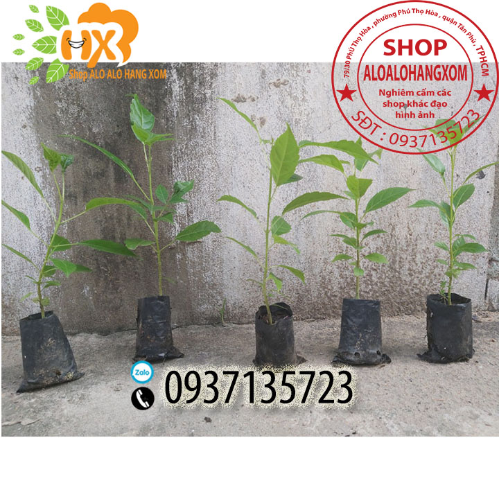 combo 5 cây kèn hồng cây giống
