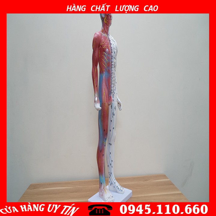 [HCM][MÔ HÌNH] Mô Hình Huyệt Vị - Mô Hình Châm Cứu Loại 85cm
