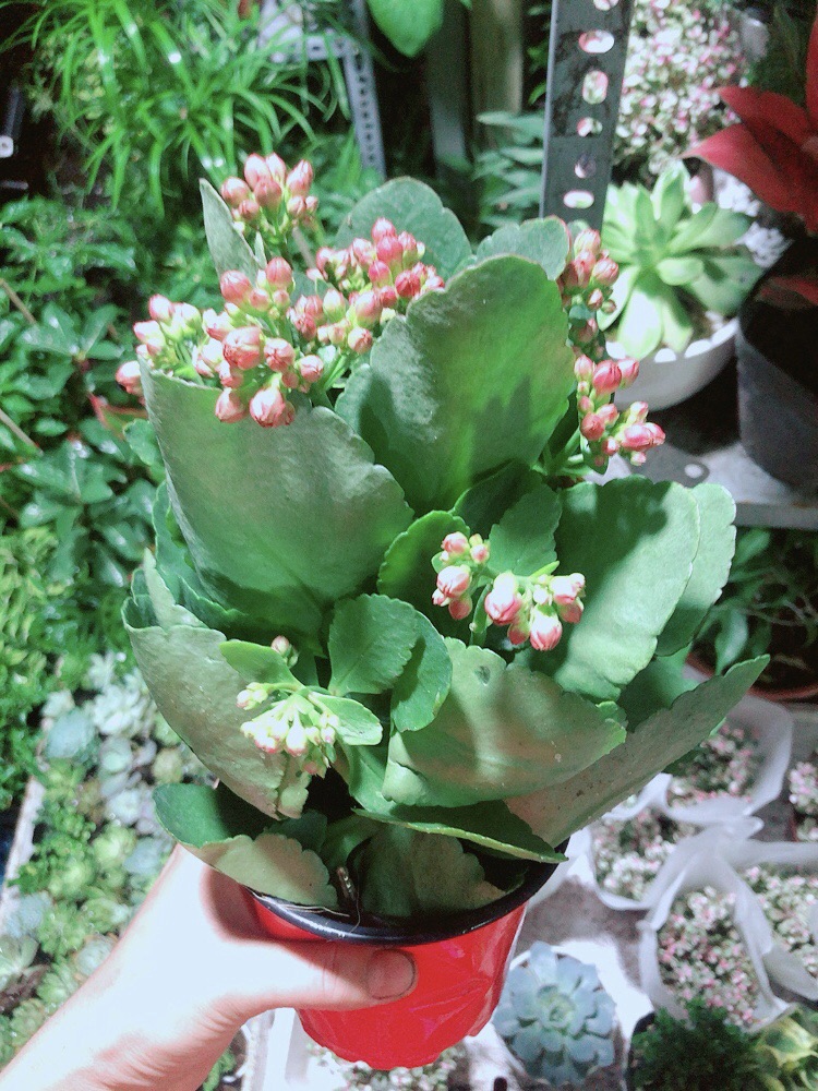 Cây Hoa Sống Đời