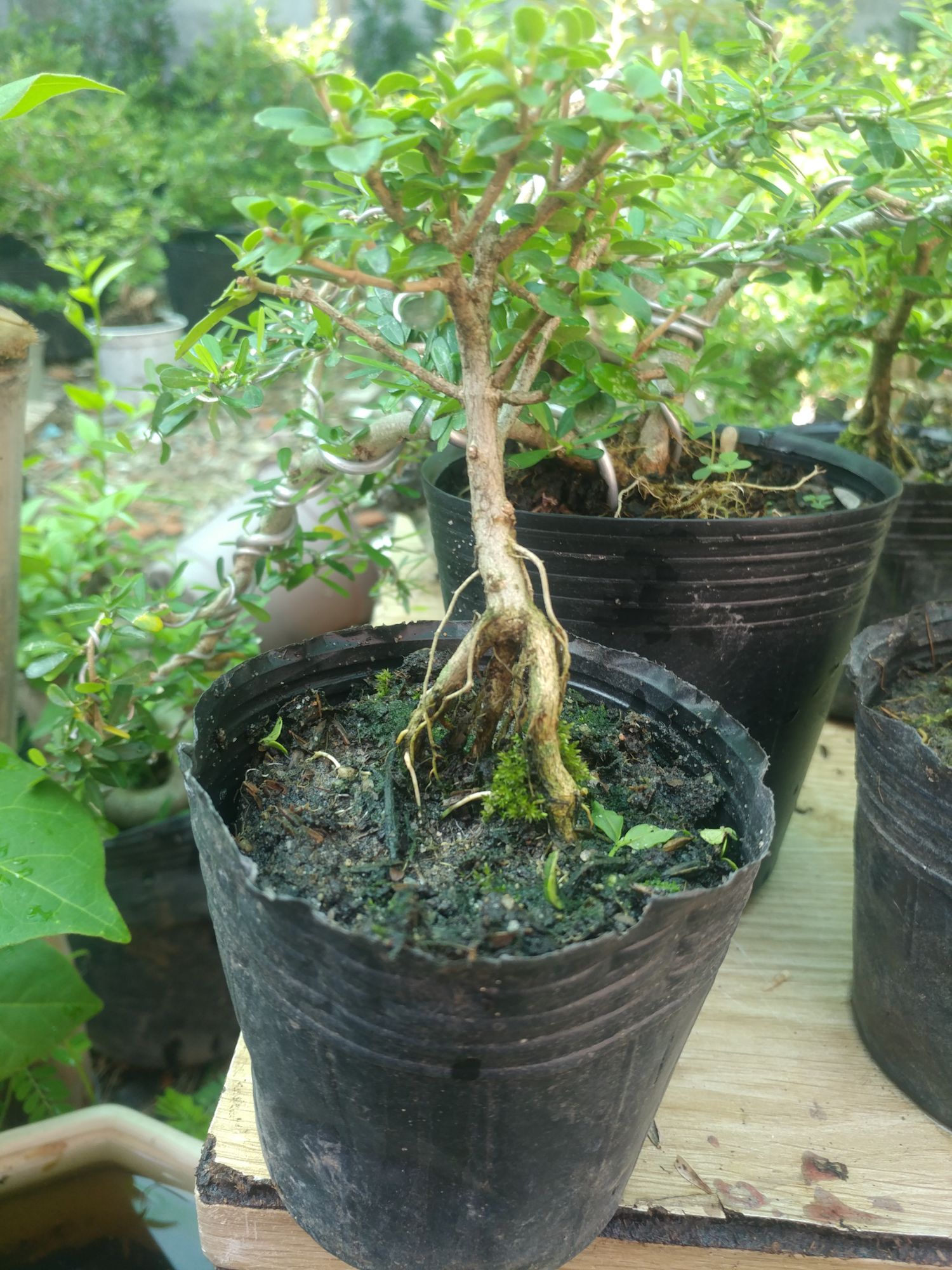 Sam hương siêu mini để bàn CỰC ĐẸP