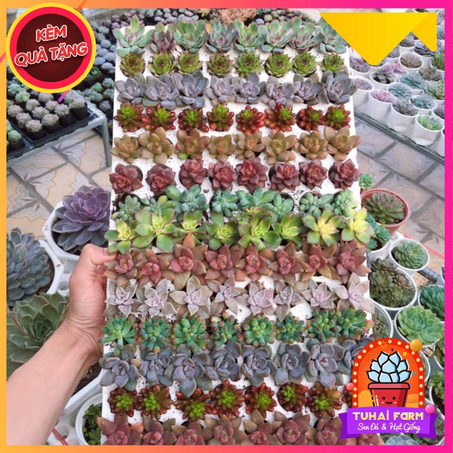 COMBO 10 loại Sen Đá Mini (MIX NGẪU NHIÊN)