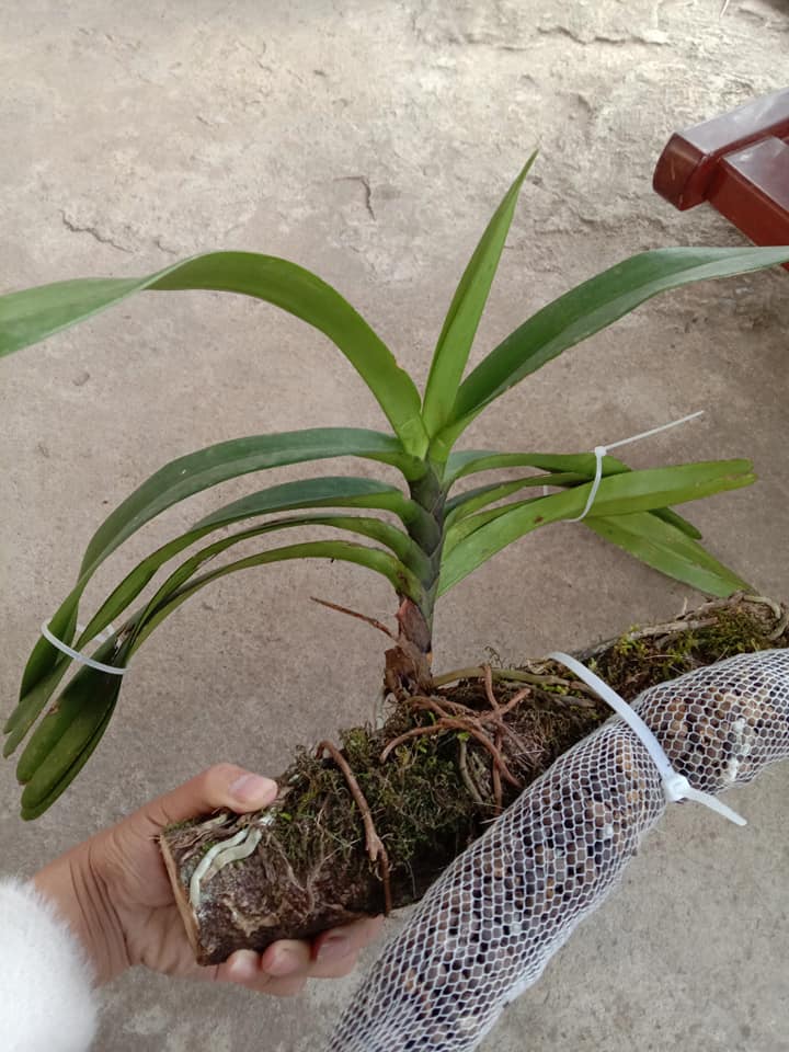 [Viện Công Nghệ Sinh Học Nông Lâm] COMBO 5 CÂY lan giáng hương đuôi chồn tím