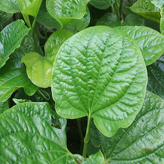Hạt giống cây lá lốp gói 5 hạt - tghgt