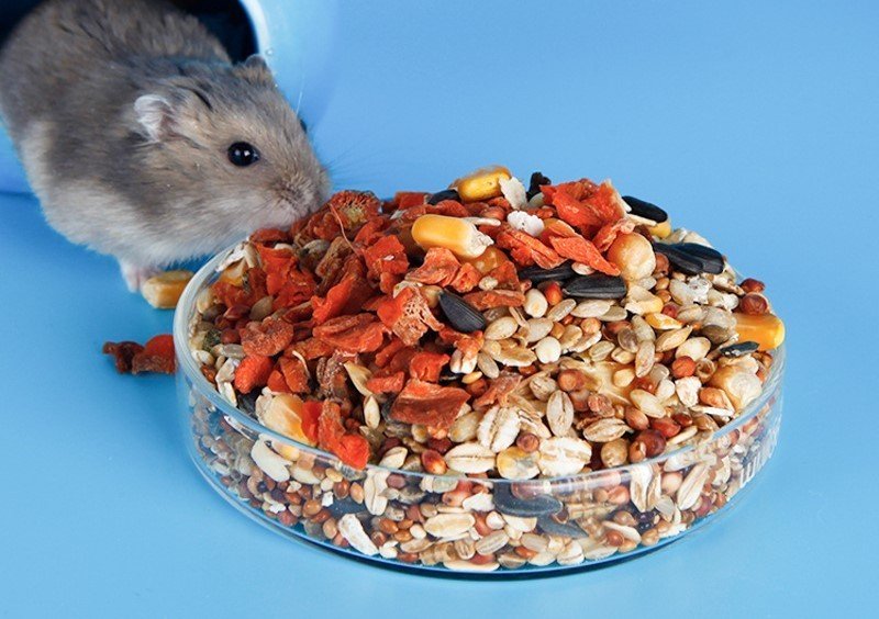 thức ăn  Bucastate H1 - H2 dành cho hamster , rat, mice, dumbo, đuôi mập,...