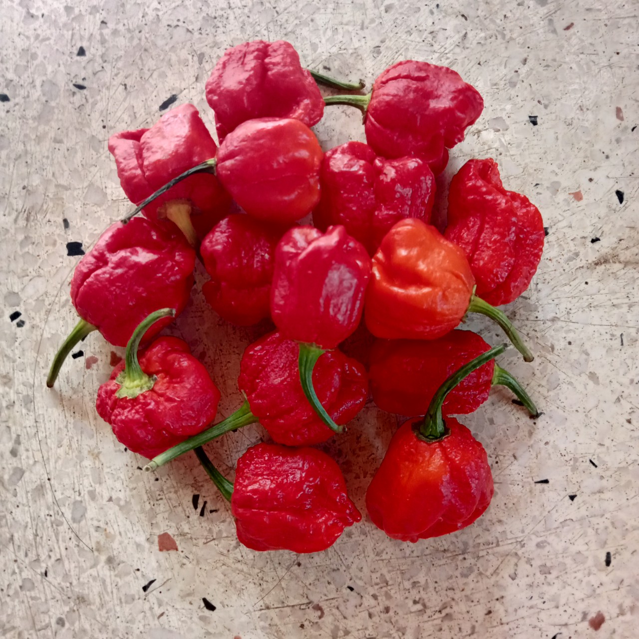 1 Trái Ớt Trinidad Red