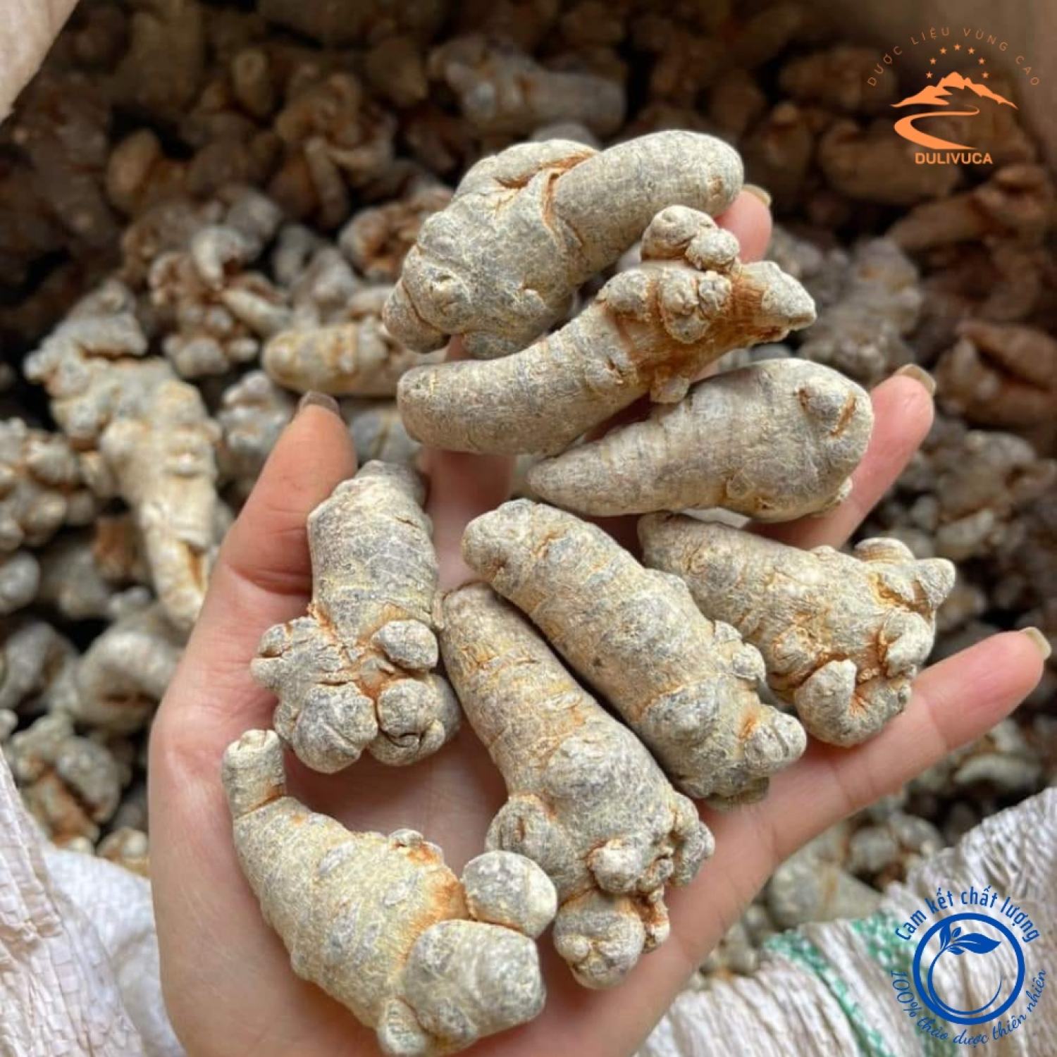 Củ Tam thất Bắc rừng . dượᴄ liệu quý biếu tặng thượng hạng. Củ tam thất khô vùng núi cao Tây Bắc