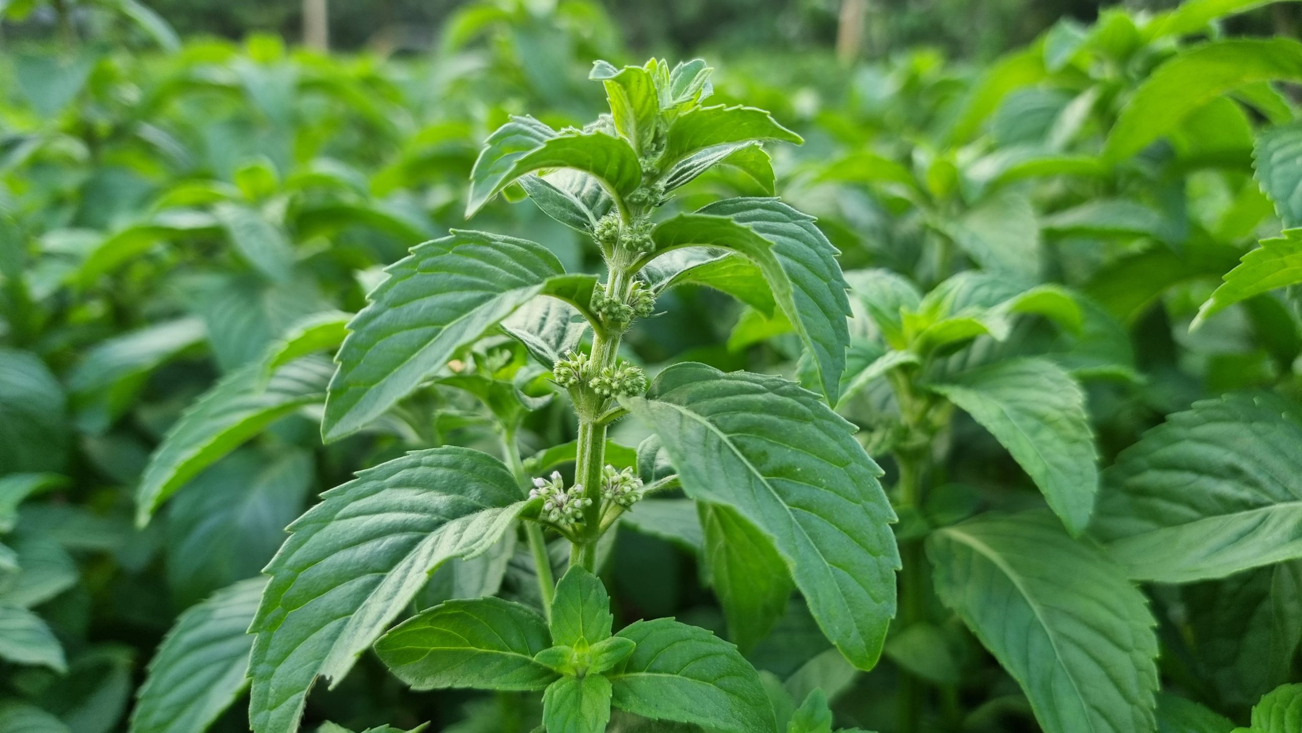 - Chậu cây Bạc hà Nhật - Japanese Mint - Trang Flowers