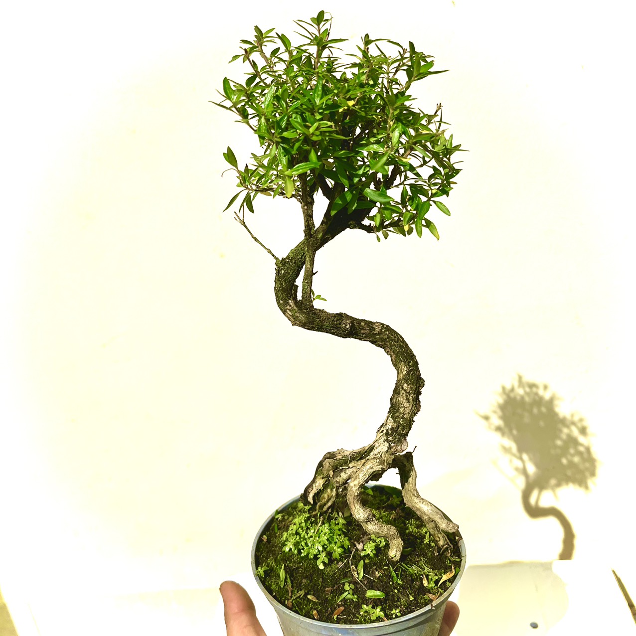 Cây tài lộc bonsai mini (ảnh thật)
