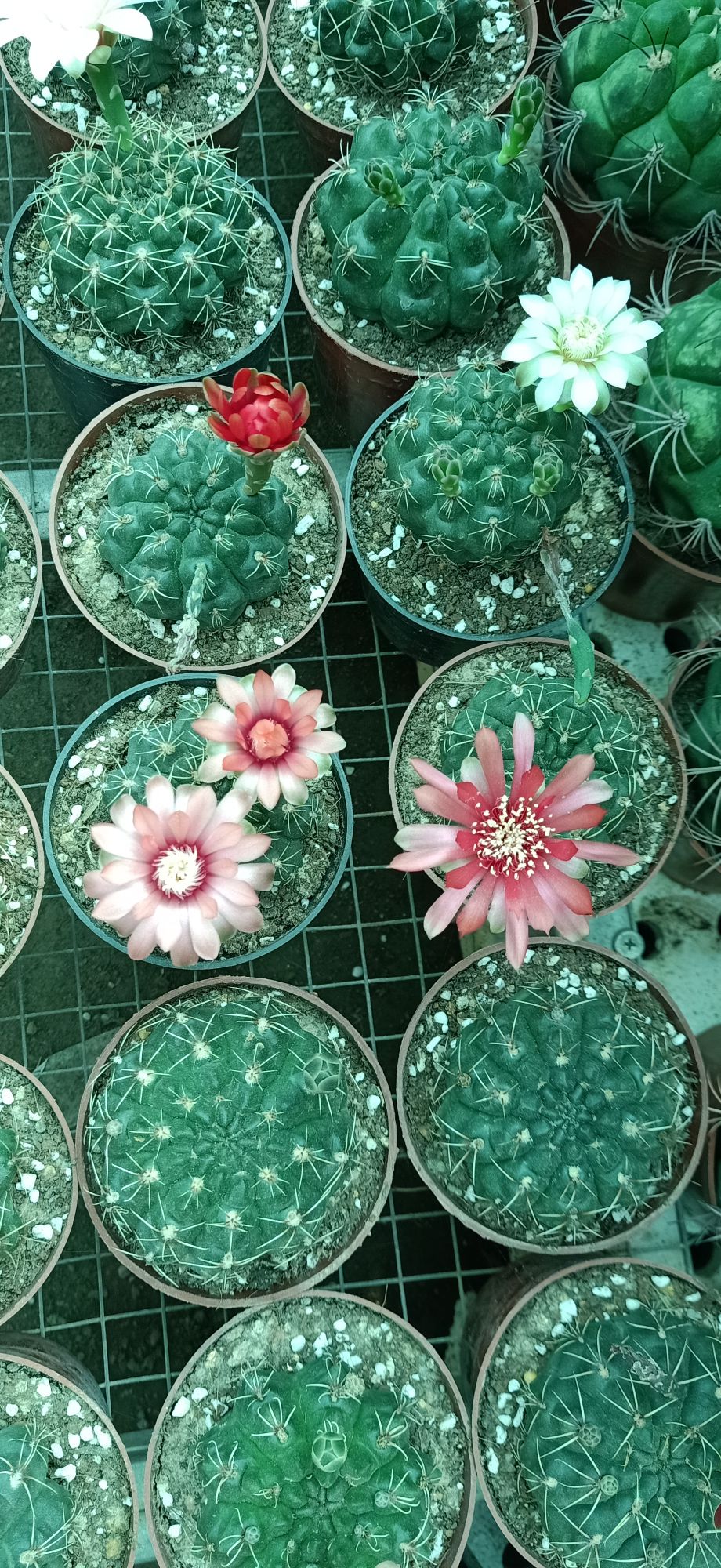 xương rồng thần long 3-4cm