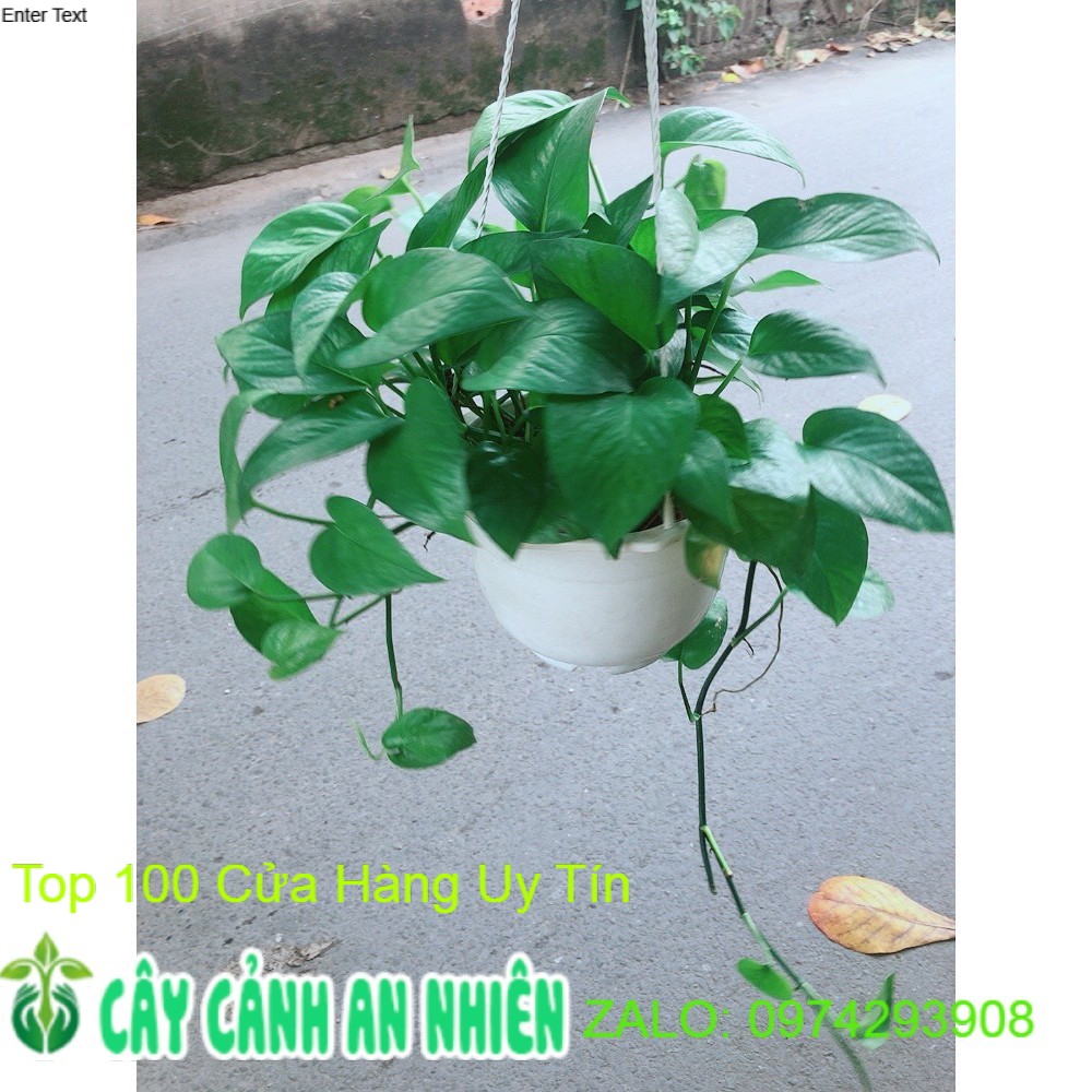 Chậu trầu bà xanh treo