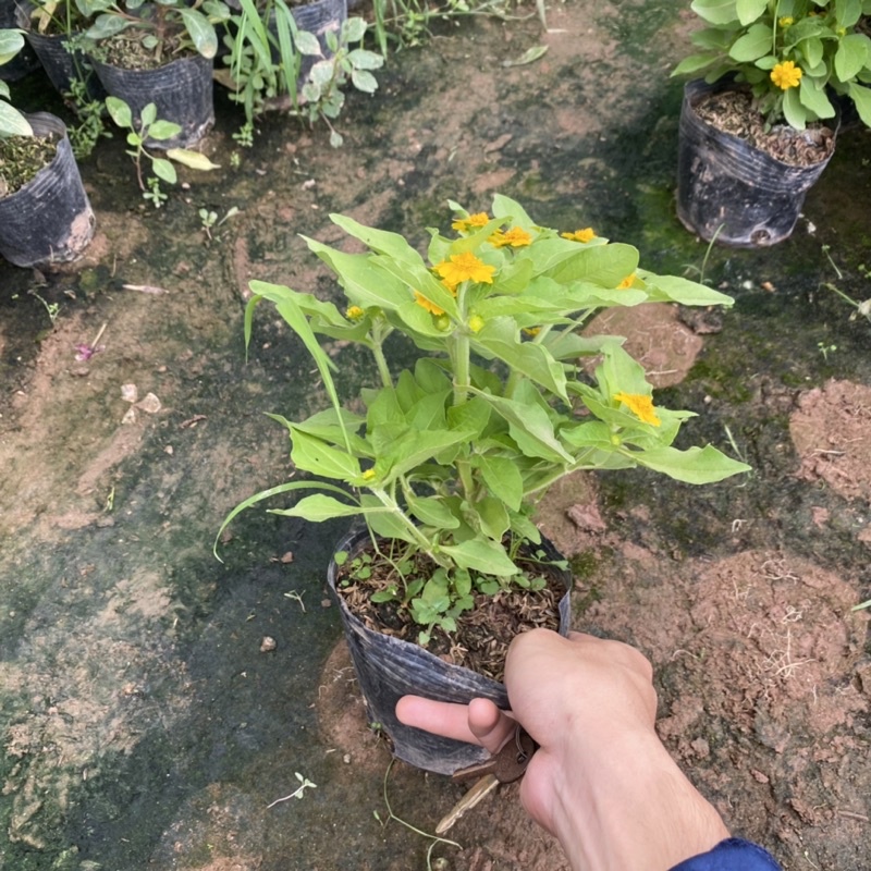 Cúc mặt trời trồng bịch đen đã có nụ và hoa ( như ảnh)