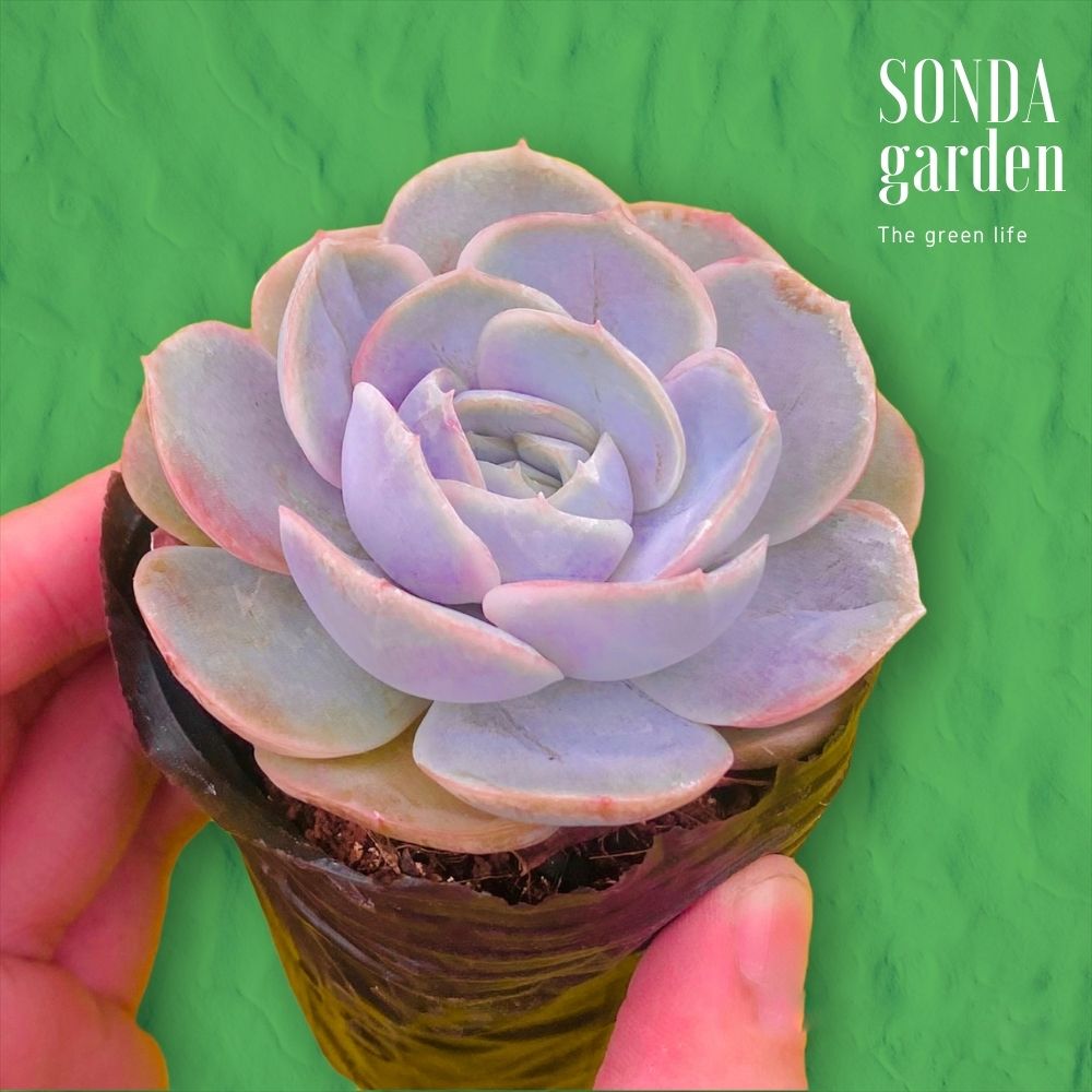 SEN ĐÁ LOLA TÍM SIZE BÉ SIÊU KHỎE ĐẸP LỖI 1 ĐỔI 1