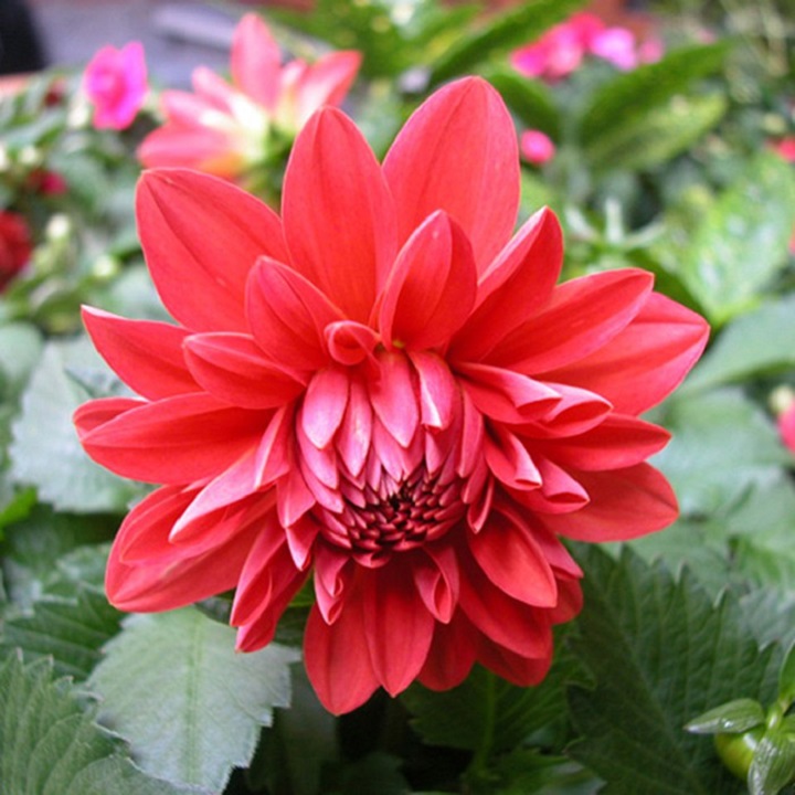 CỦ GIỐNG HOA THƯỢC DƯỢC CAO MIXX MÀU