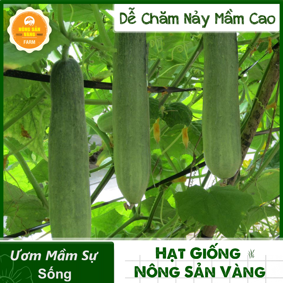 Cucumber Seeds F1 Easy To Grow (Pack 25 Seeds)-Shallow Gold