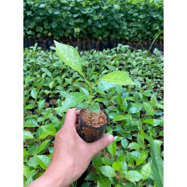 cây giống kèn hồng
