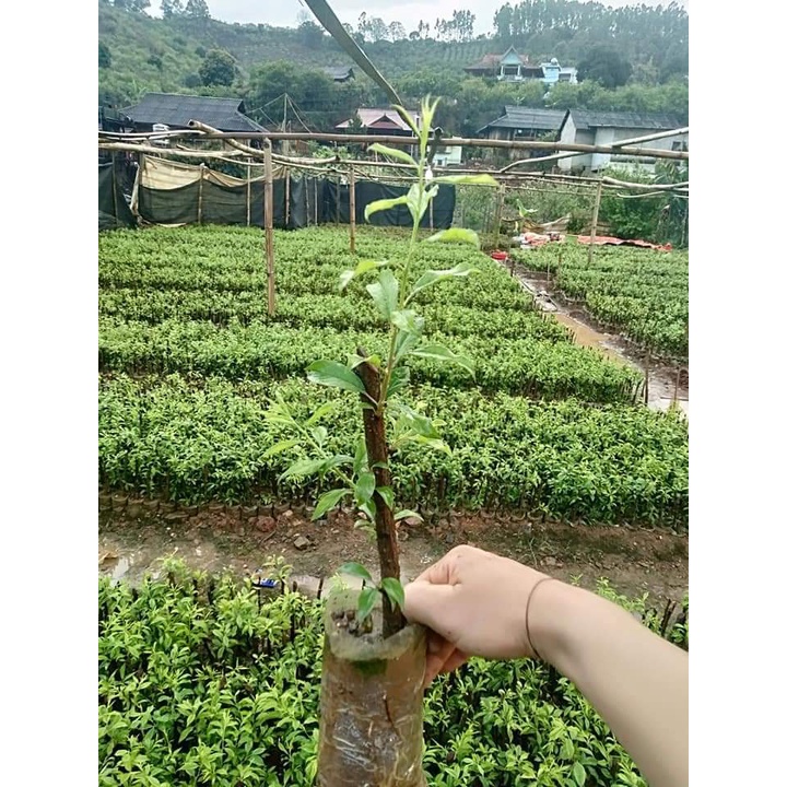 CÂY GIỐNG MẬN HẬU QUẢ TO NGỌT