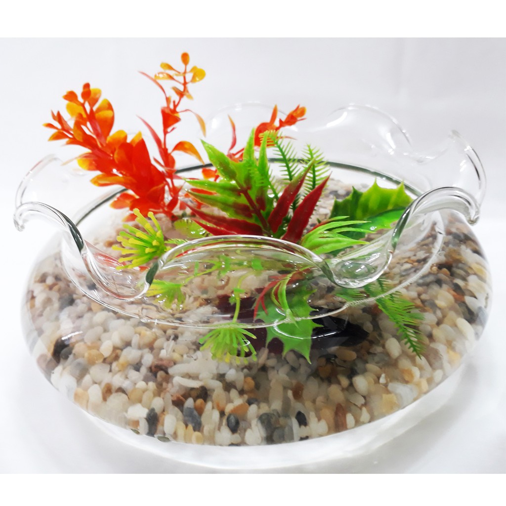 Bể cá mini - hồ cá để bàn - chậu cá thủy tinh db