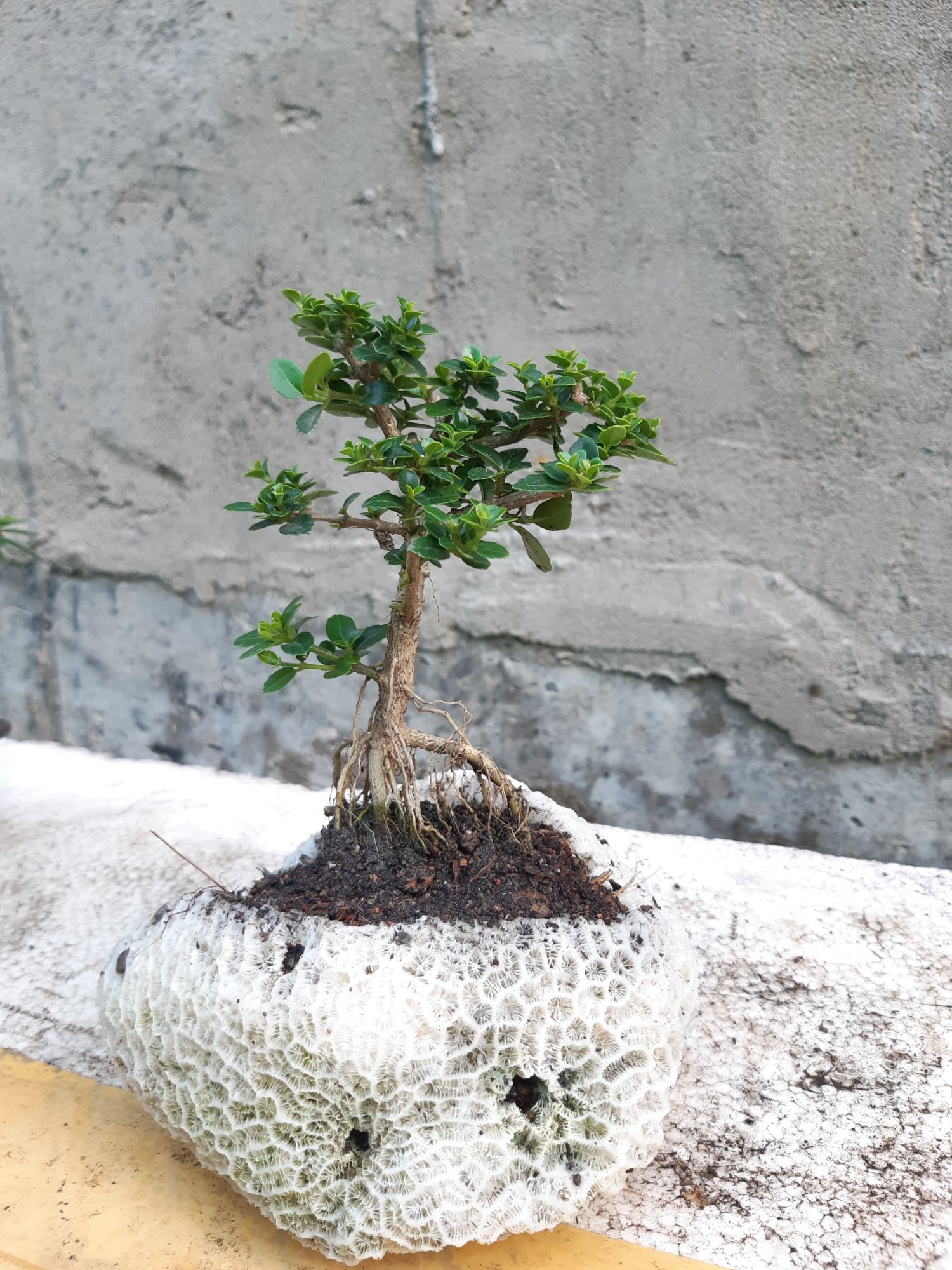 sam hương mini hòn non bộ