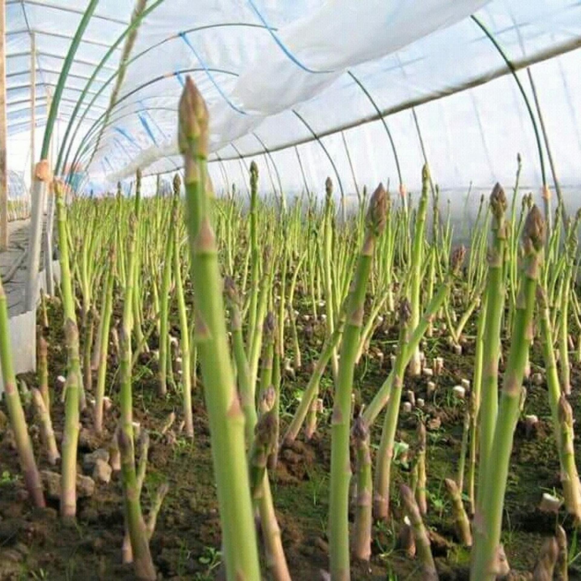 20 Hạt giống Măng tây xanh (tặng Kích nẩy mầm, Hướng dẫn ươm)