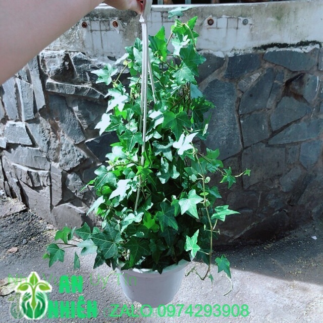 Chậu Cây Thường Xuân