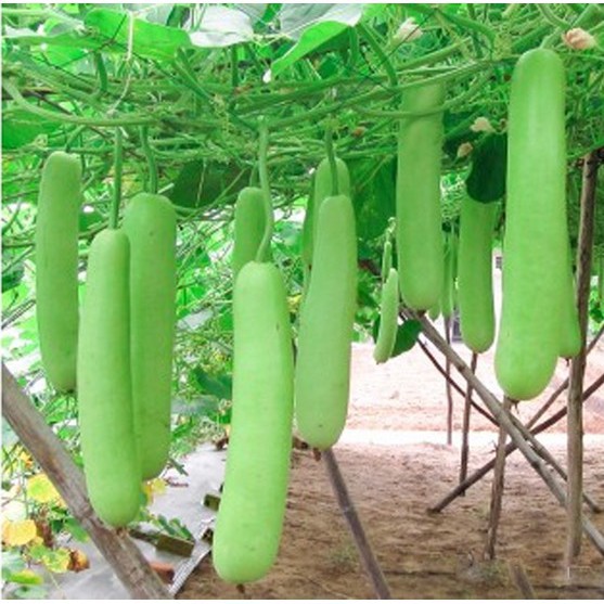 [gói 10 hạt] Hạt giống bầu trắng ngon ngọt