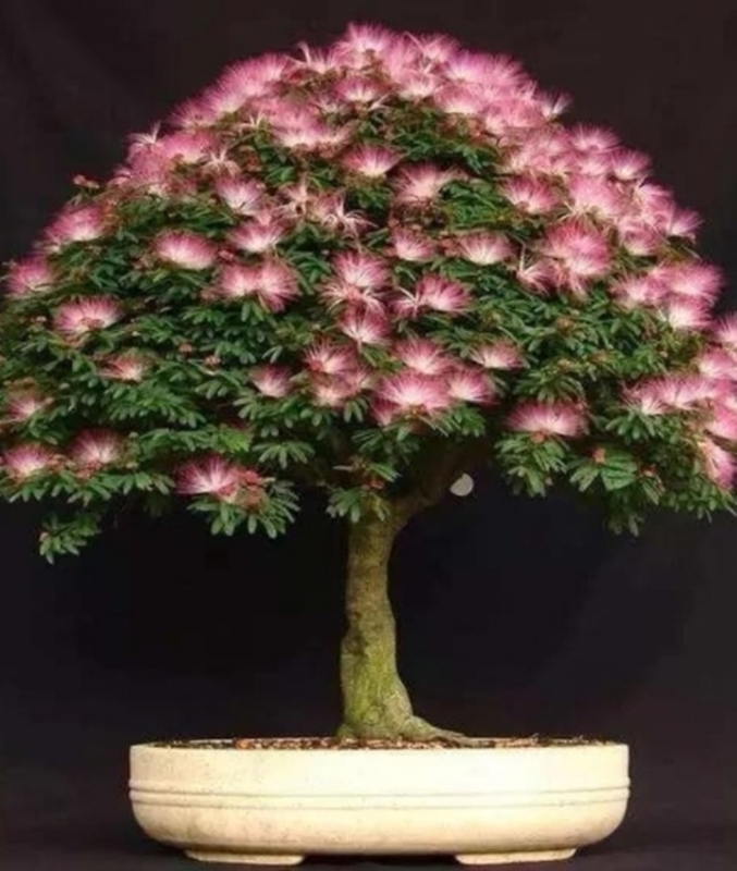 Hạt giống hoa Hợp hoan