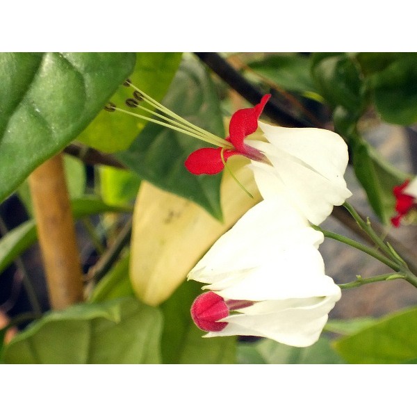 Cây Ngọc Nữ - Cây cảnh sân vườn - caykiengsadec