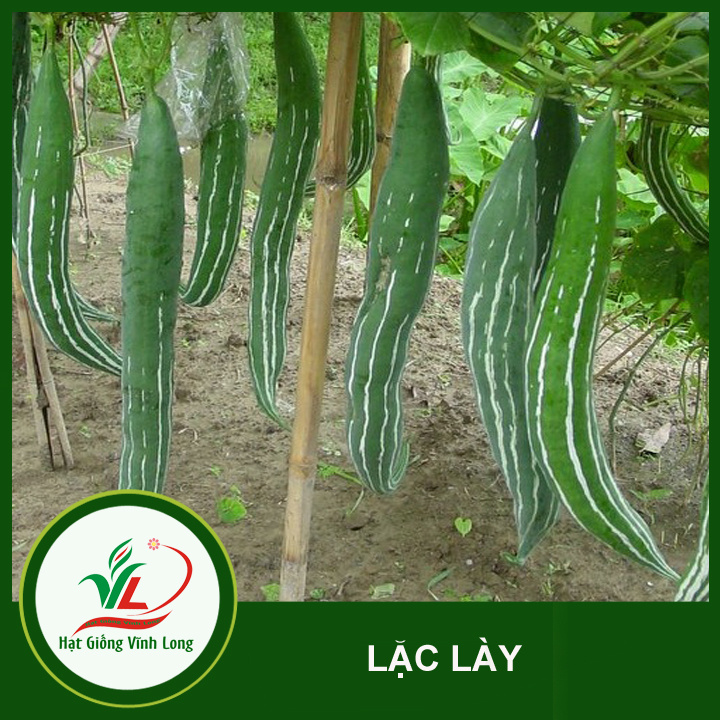 Hạt giống Lặc lày RD 248 - 2g
