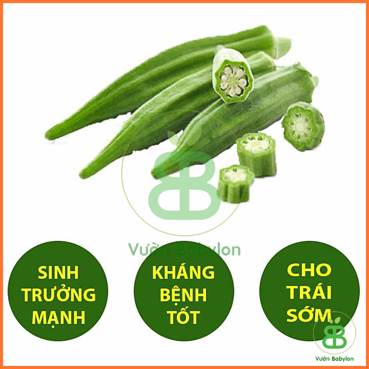 20Gr Hạt Giống Đậu Bắp Xanh Cao sản
