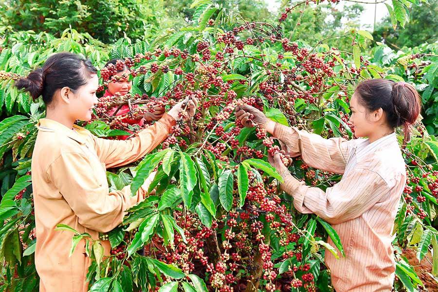 500Gr Cafe Bột Rang Xay Nguyên Chất DAMI