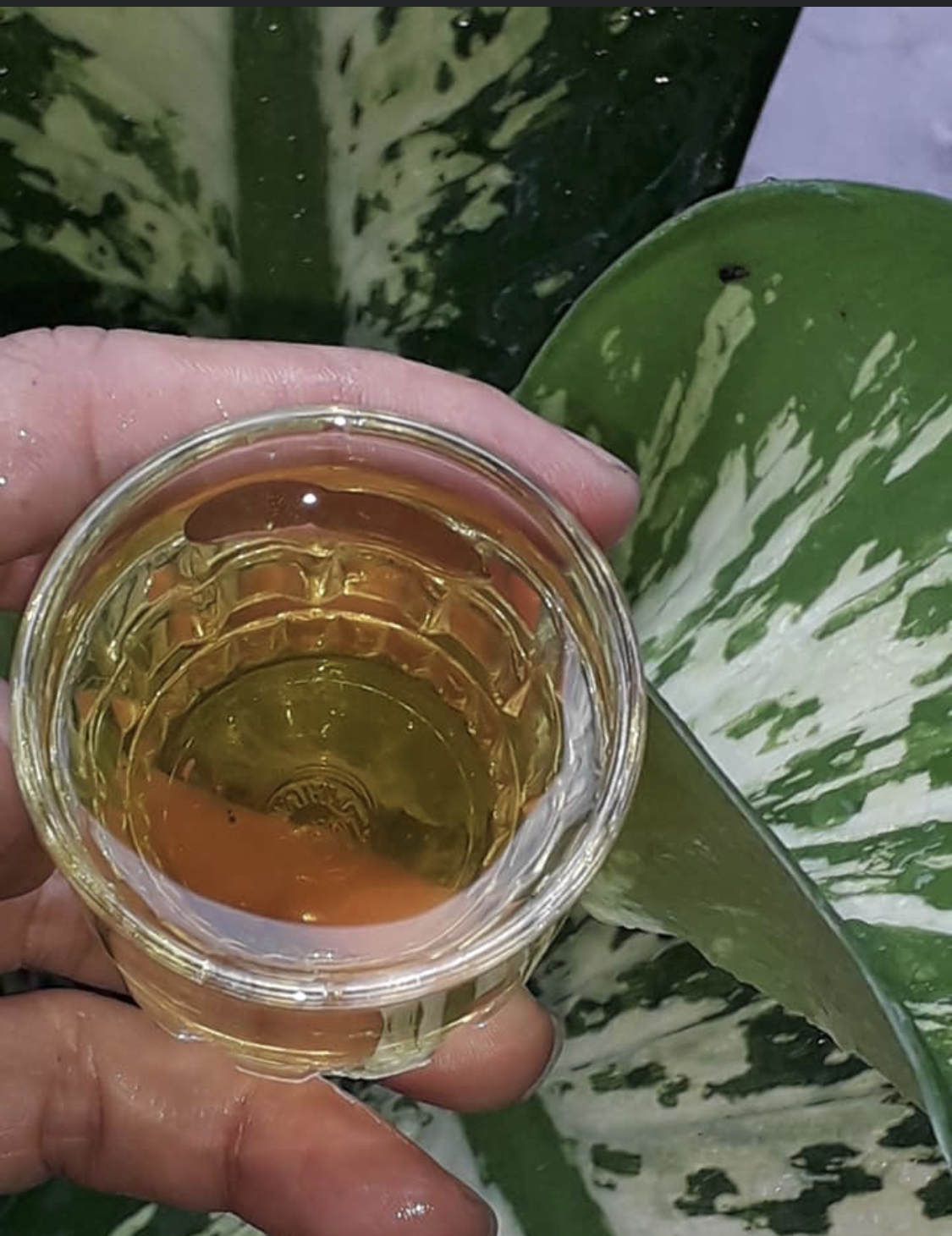 chè khô yên bái