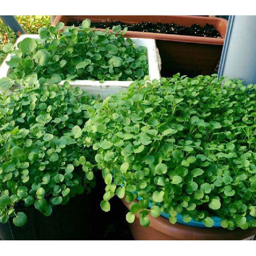 HẠT GIỐNG RAU CẢI XOONG DỄ TRỒNG