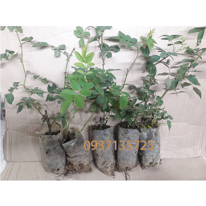 COMBO 5 CÂY HOA HỒNG TẦM XUÂN CON