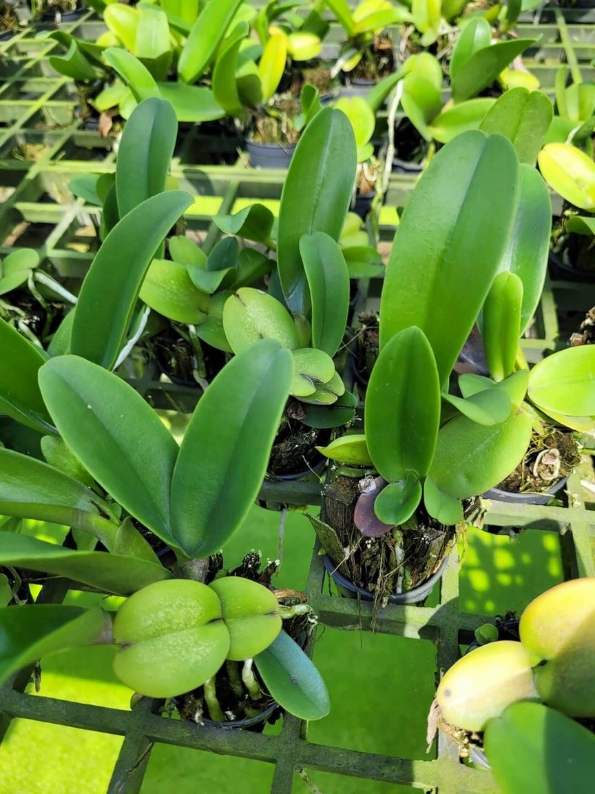 Catt tainwan gold giống
