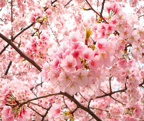 CÂY GIỐNG HOA ANH ĐÀO NHẬT BẢN nhập khẩu
