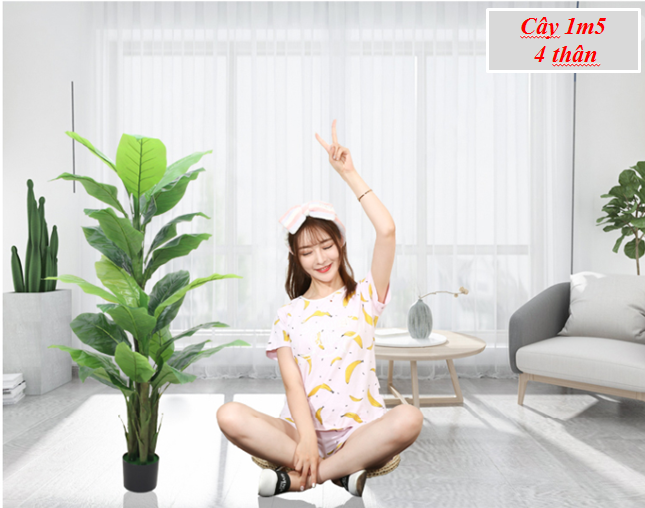 Cây Chuối Lớn Cảnh