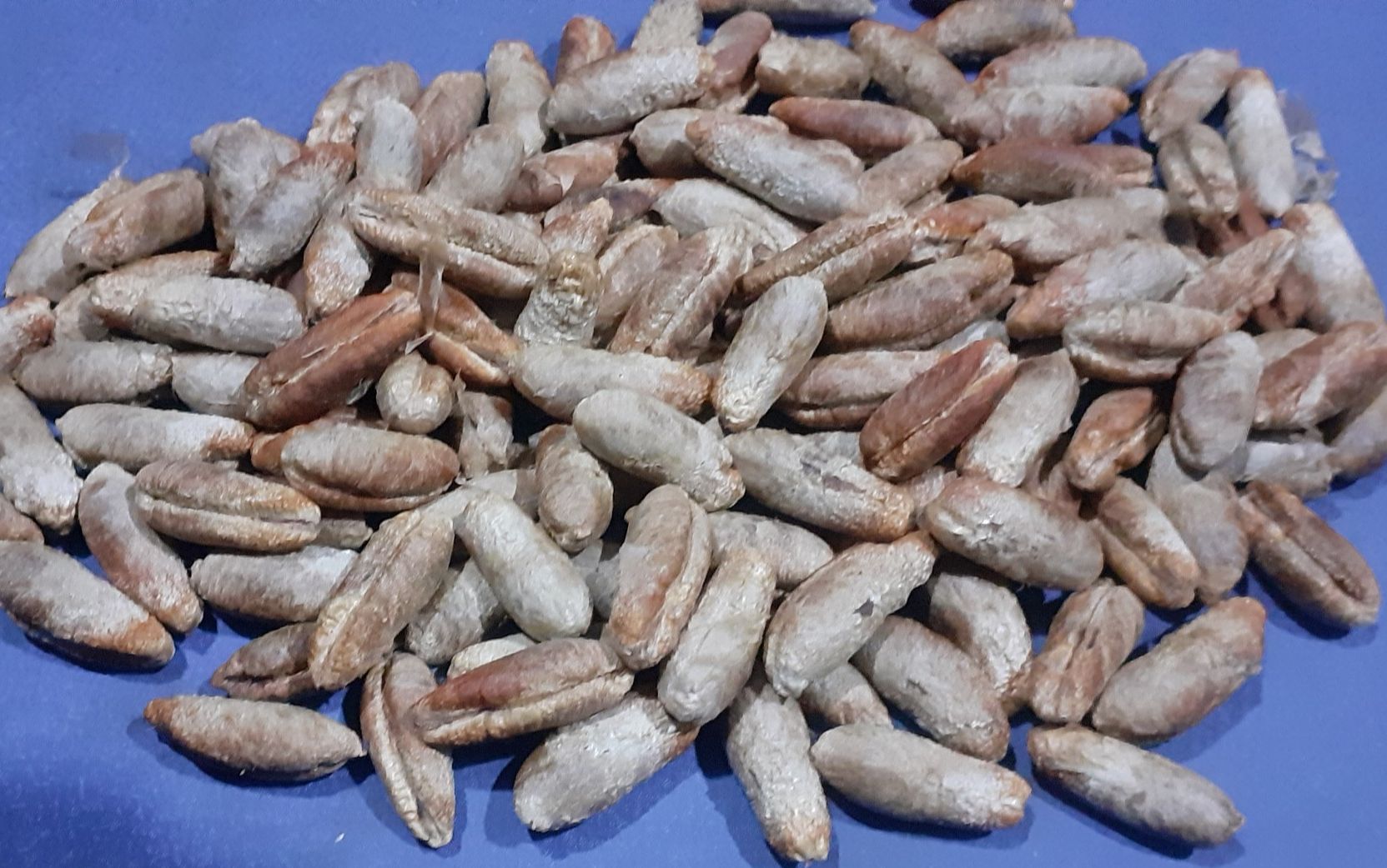 50 gram hạt giống chà là ăn quả