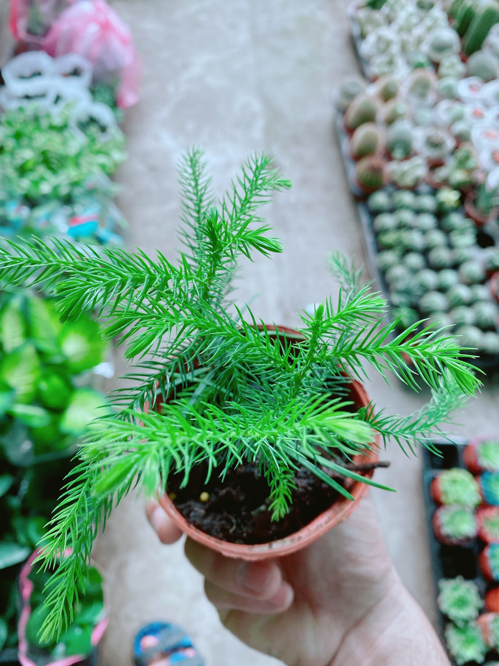 Cây Tùng Bồng Lai Hay Tùng Tiên Bách Tùng